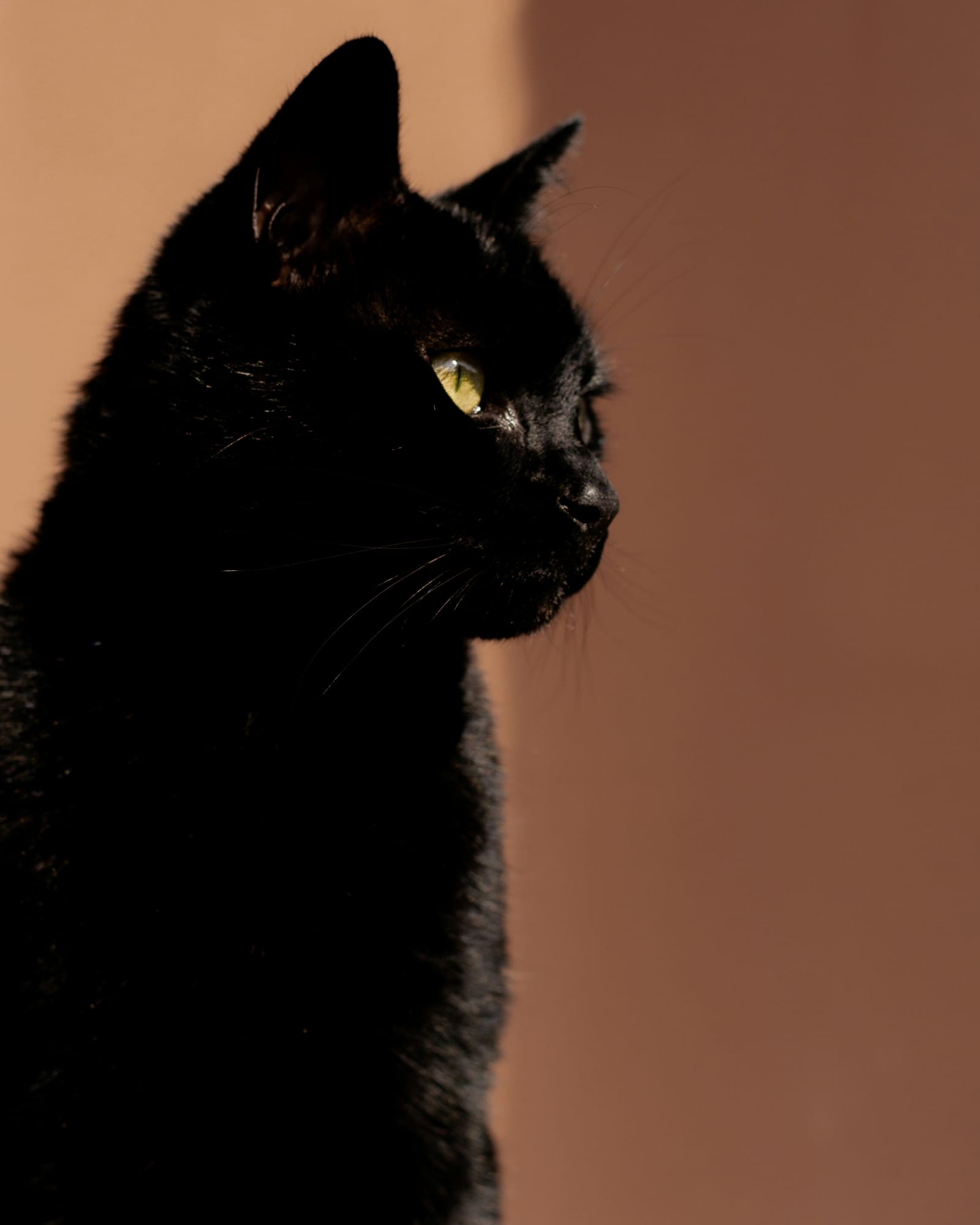 Willow