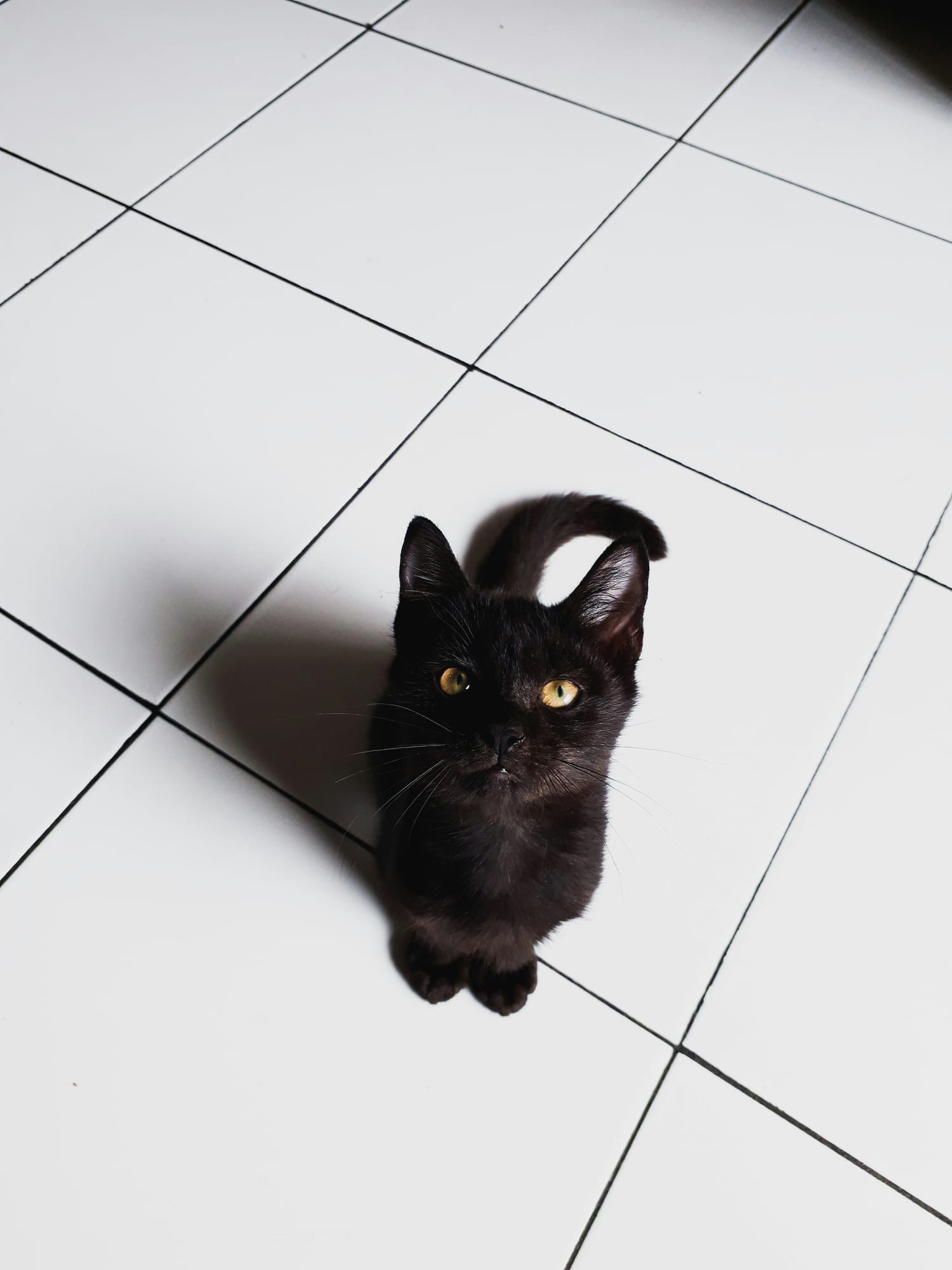 Willow