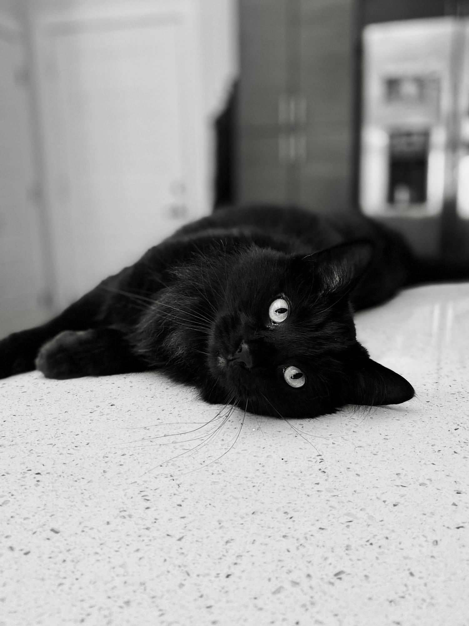 Willow